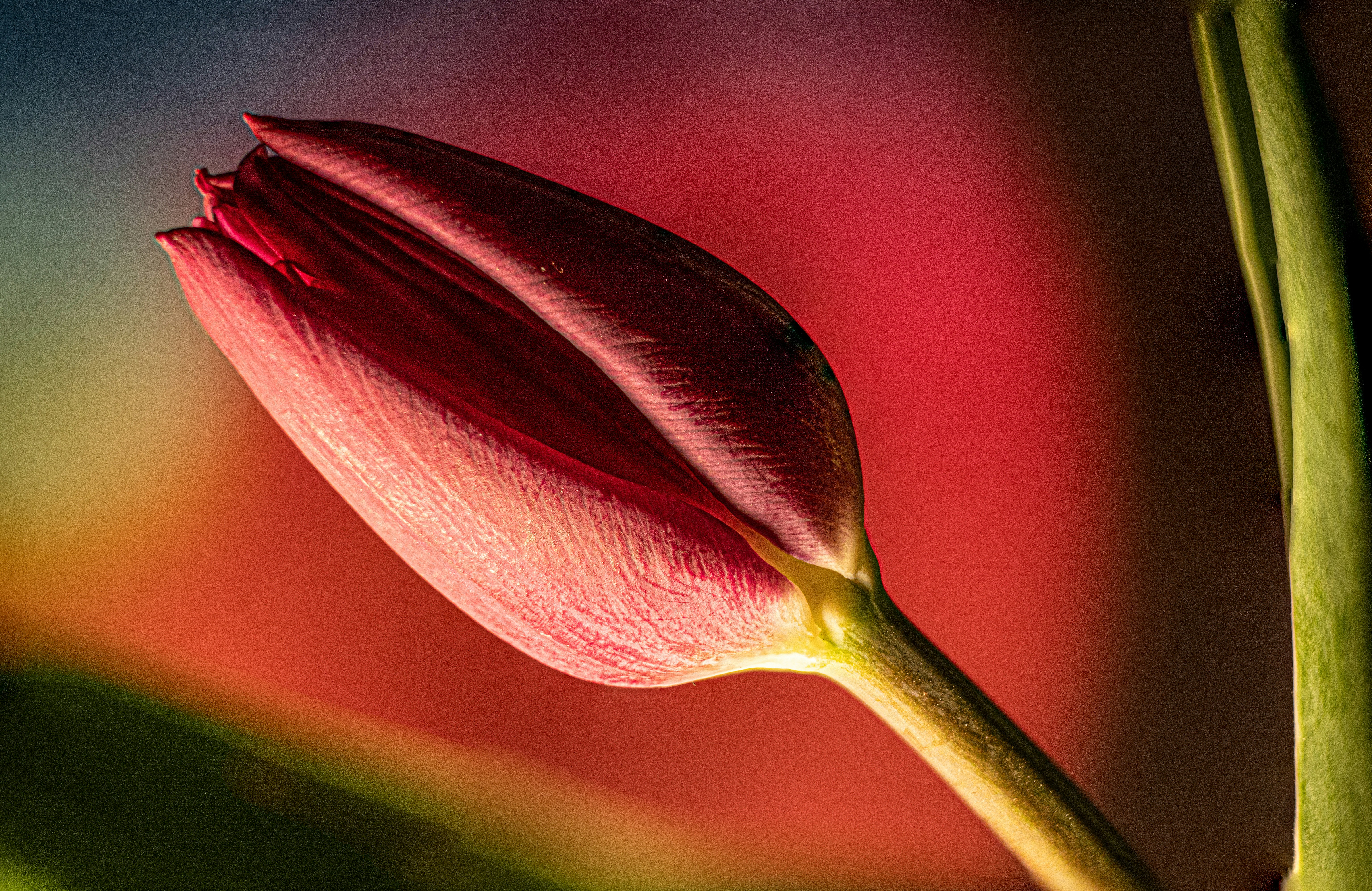 Photo by mharrisonphotography