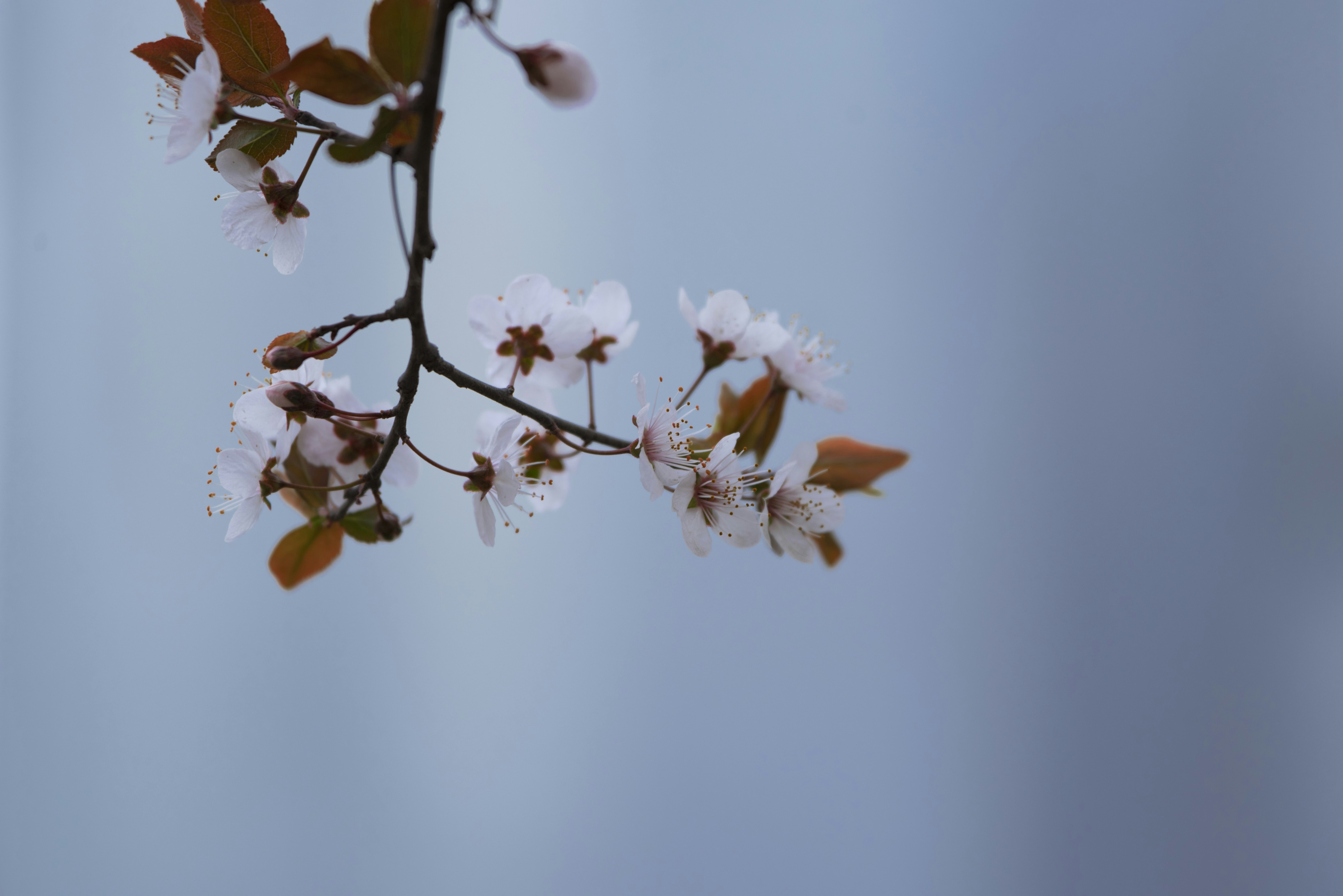 Photo by charles_snow