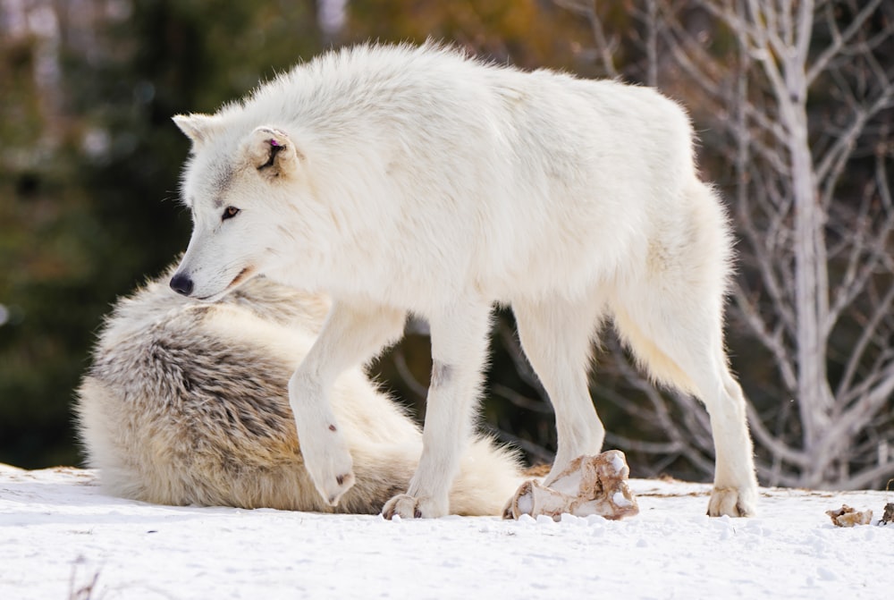 a white wolf standing over another wolf in the snow