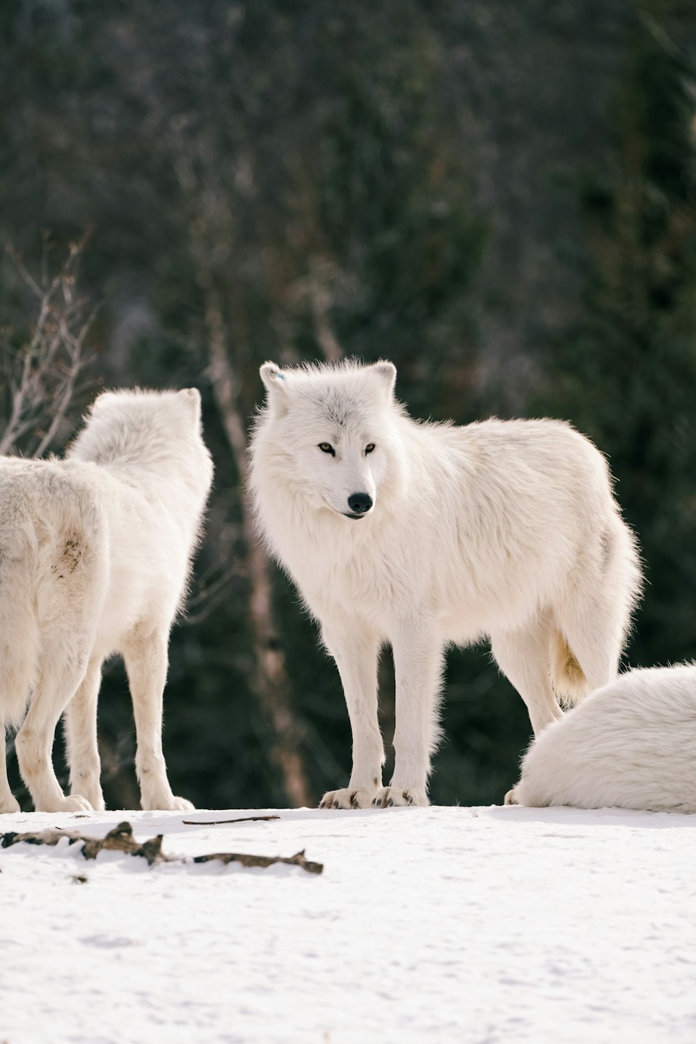 three white wolfs are standing in the snow