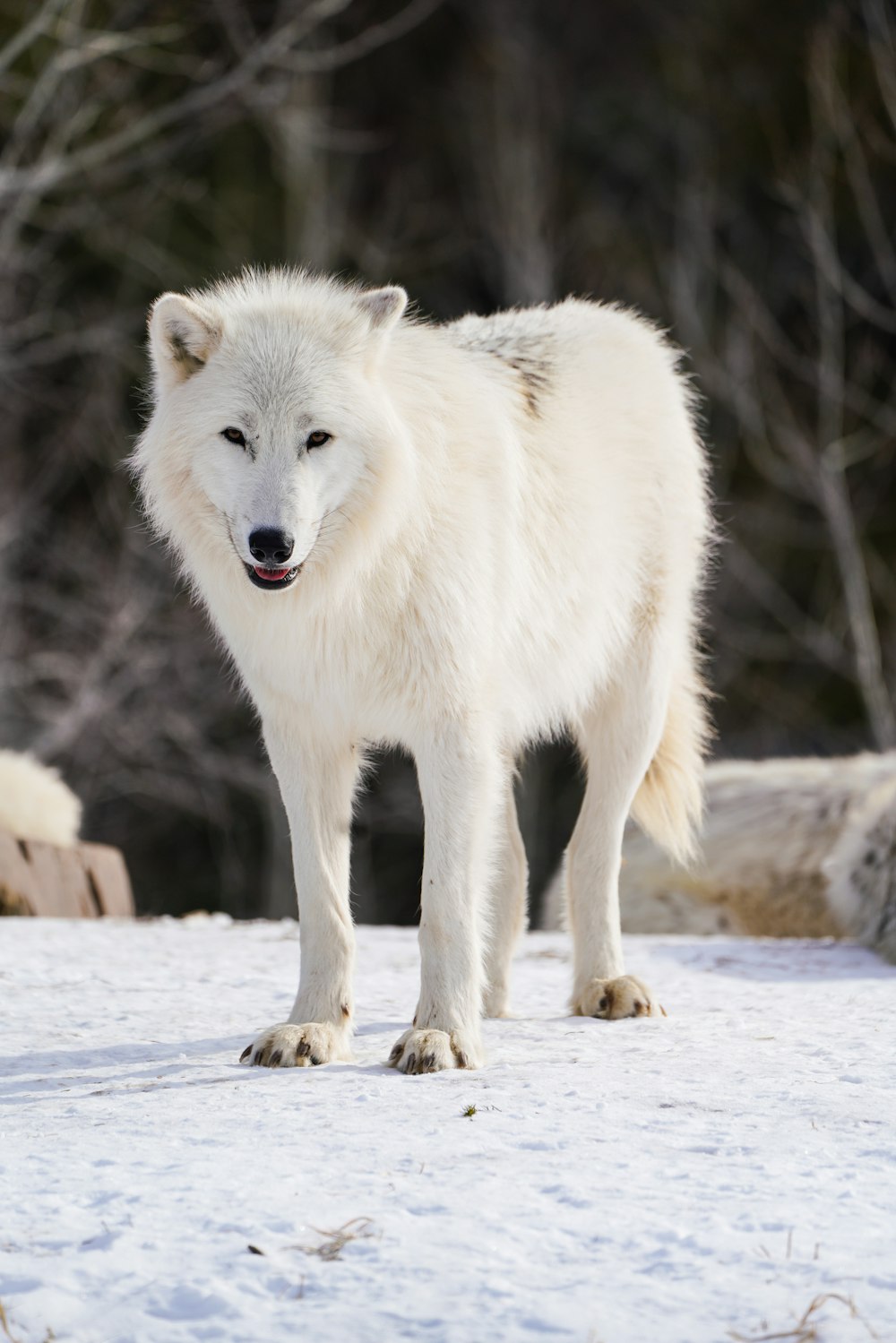 a white wolf standing in the snow with trees in the background