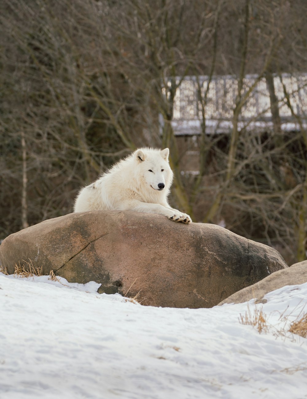 a white wolf laying on top of a large rock