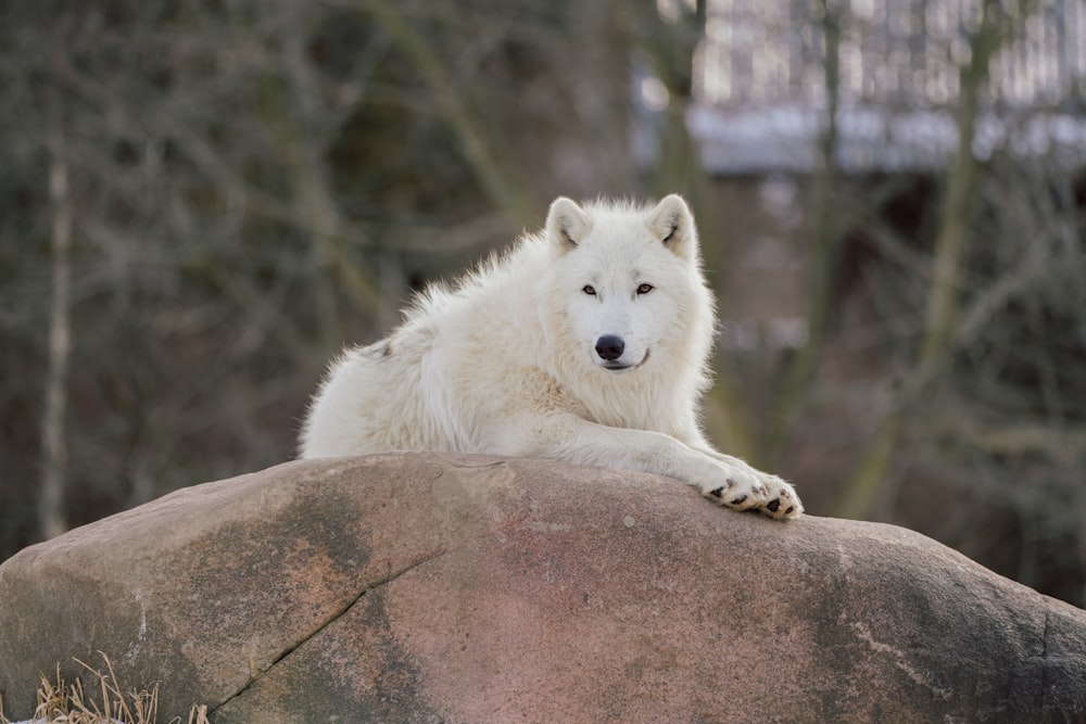 a white wolf laying on top of a large rock