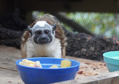 A small monkey with a furry, multi-colored coat that includes brown, white, and black fur is positioned on a wooden surface. The monkey is close to two colorful plastic bowls containing pieces of food, such as fruit and vegetables. The background shows some tree branches and blurred foliage.