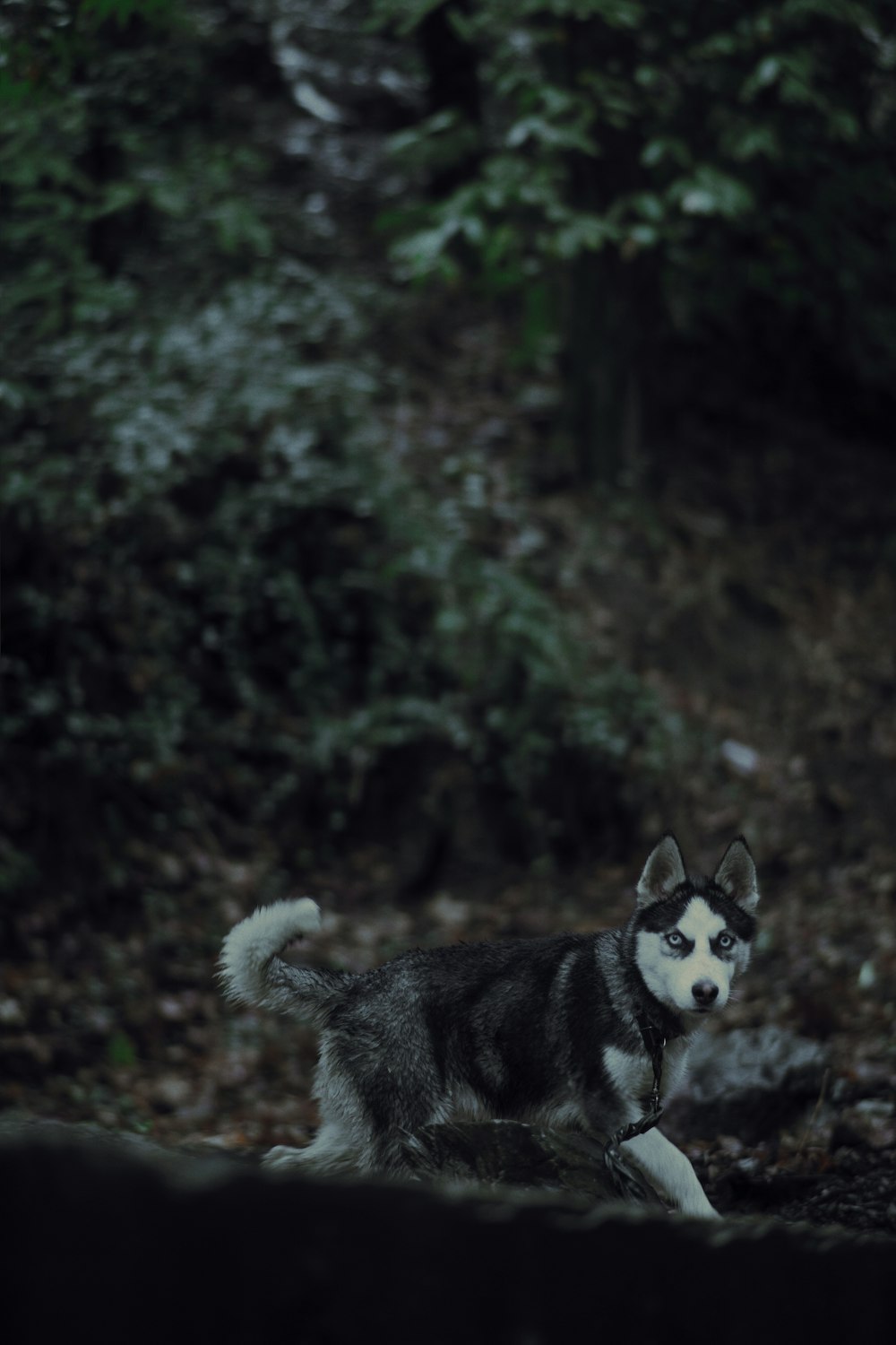 um cão husky preto e branco em pé na floresta