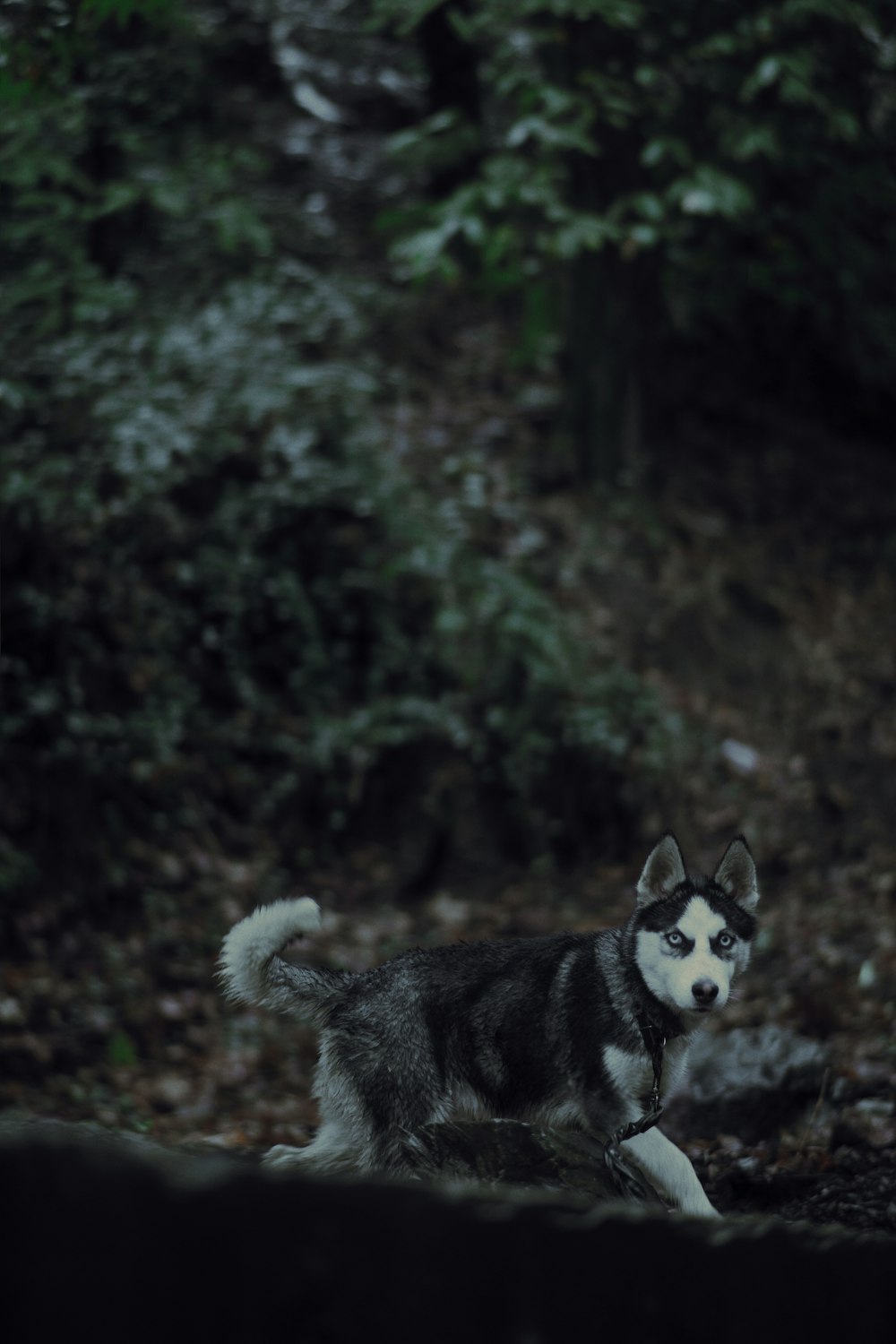 a black and white husky dog standing in the woods