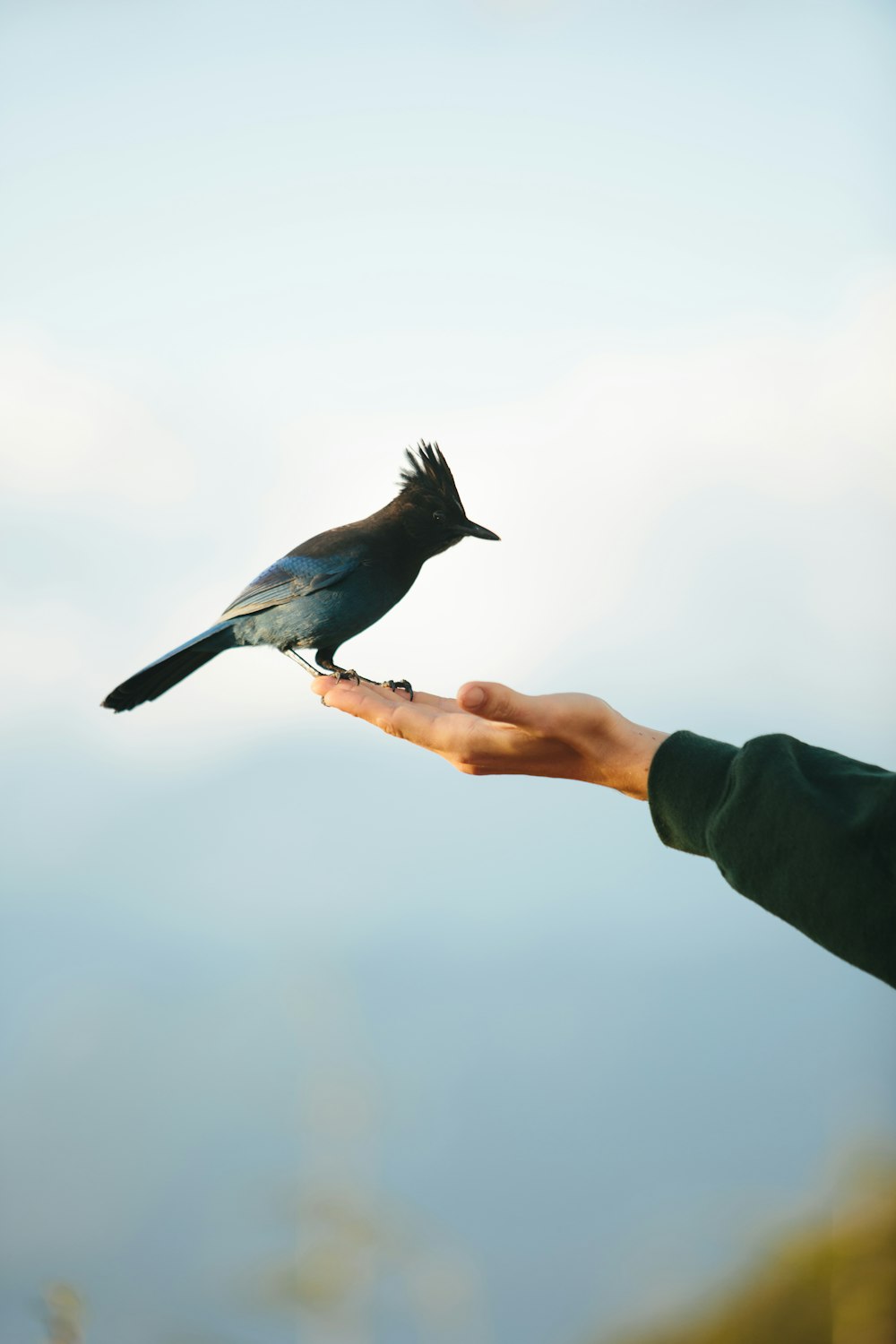 a person holding a bird in their hand