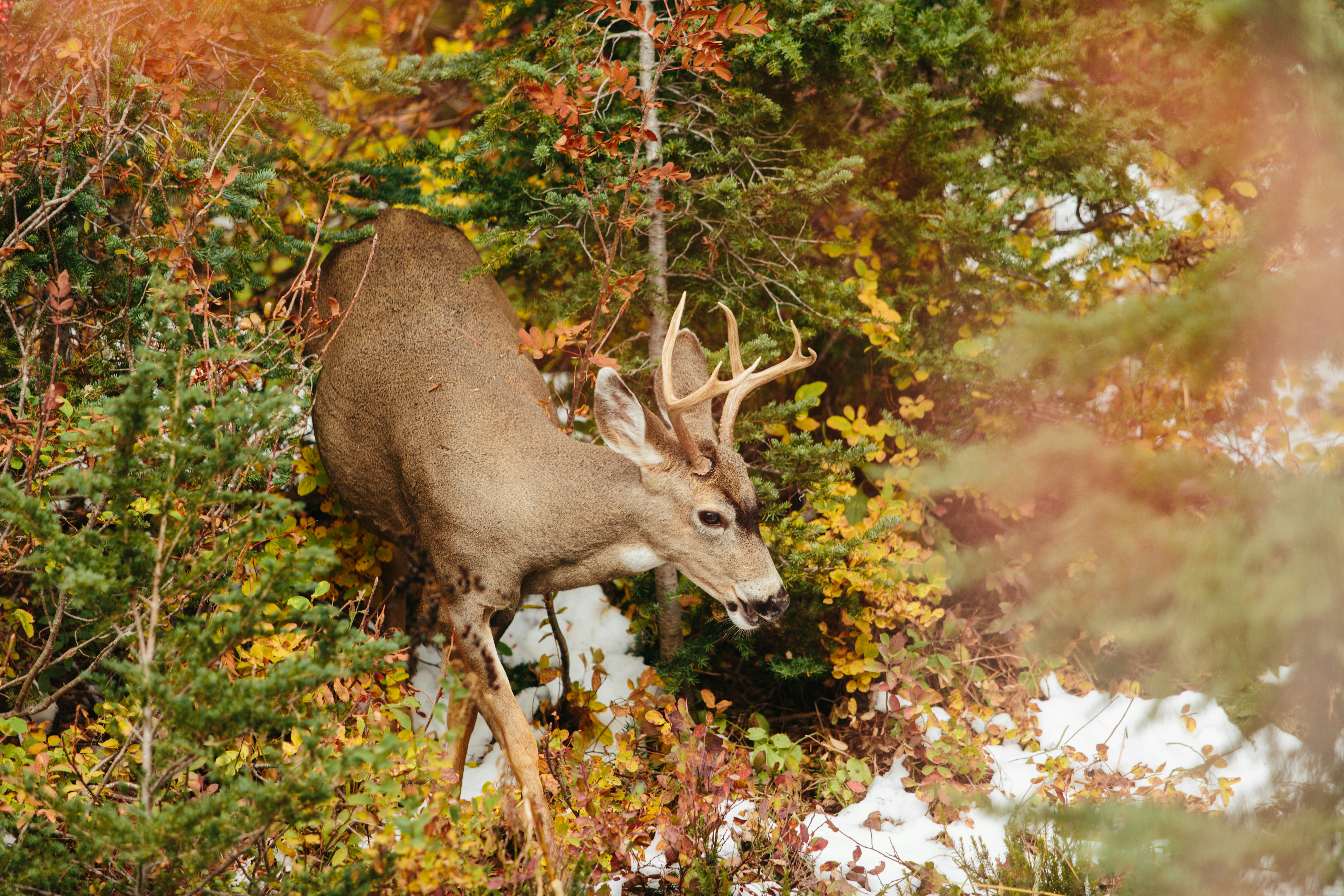 a deer standing in the middle of a forest, 