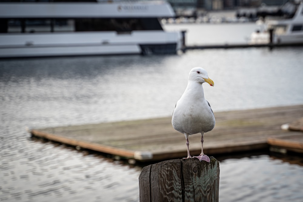 a seagull sitting on a wooden post near a body of water