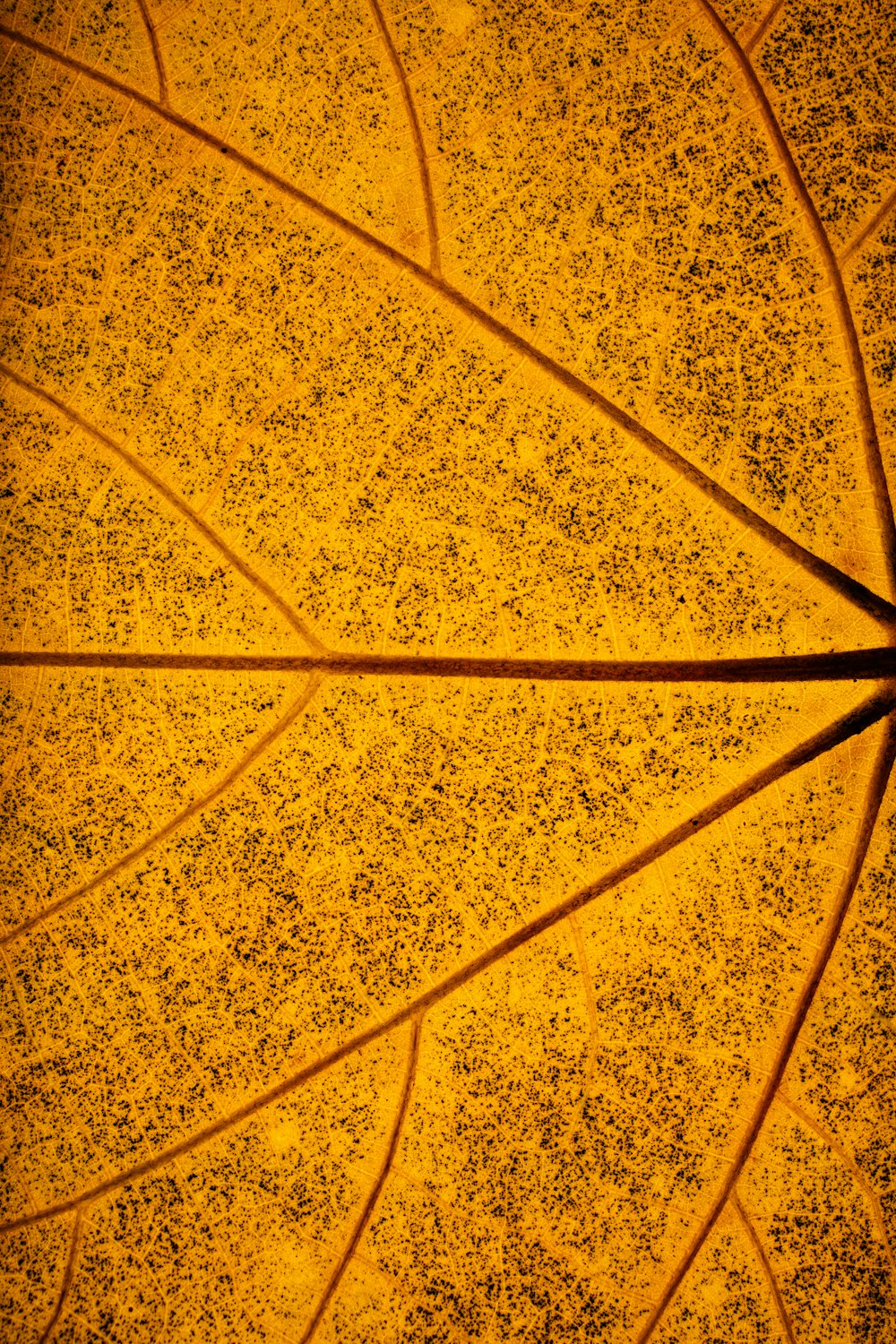 a close up view of a yellow leaf