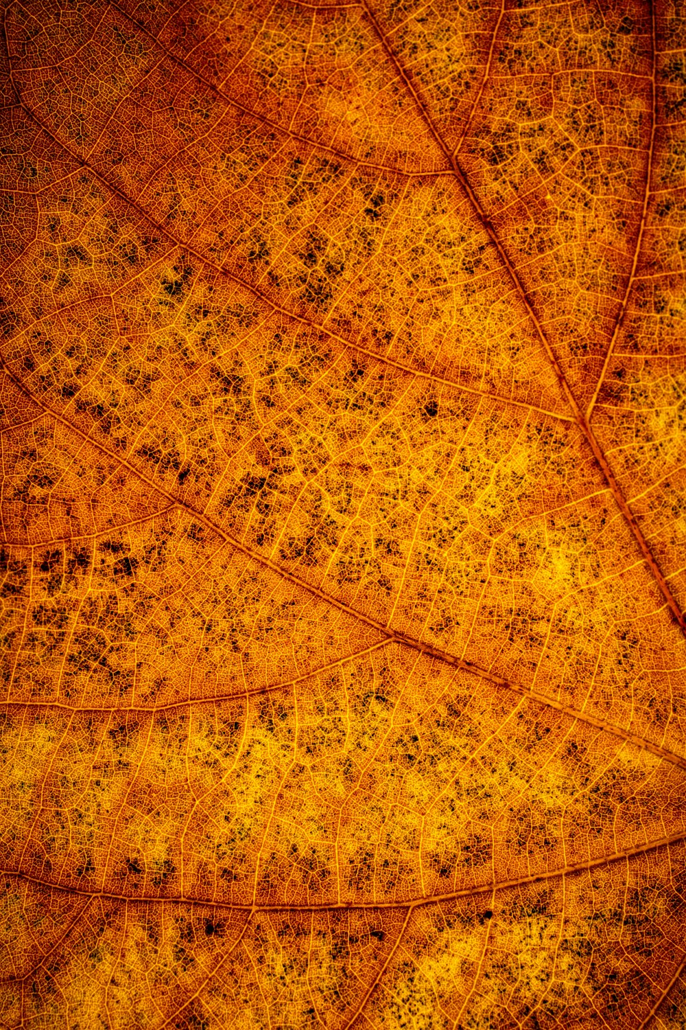 a close up view of a leaf's surface