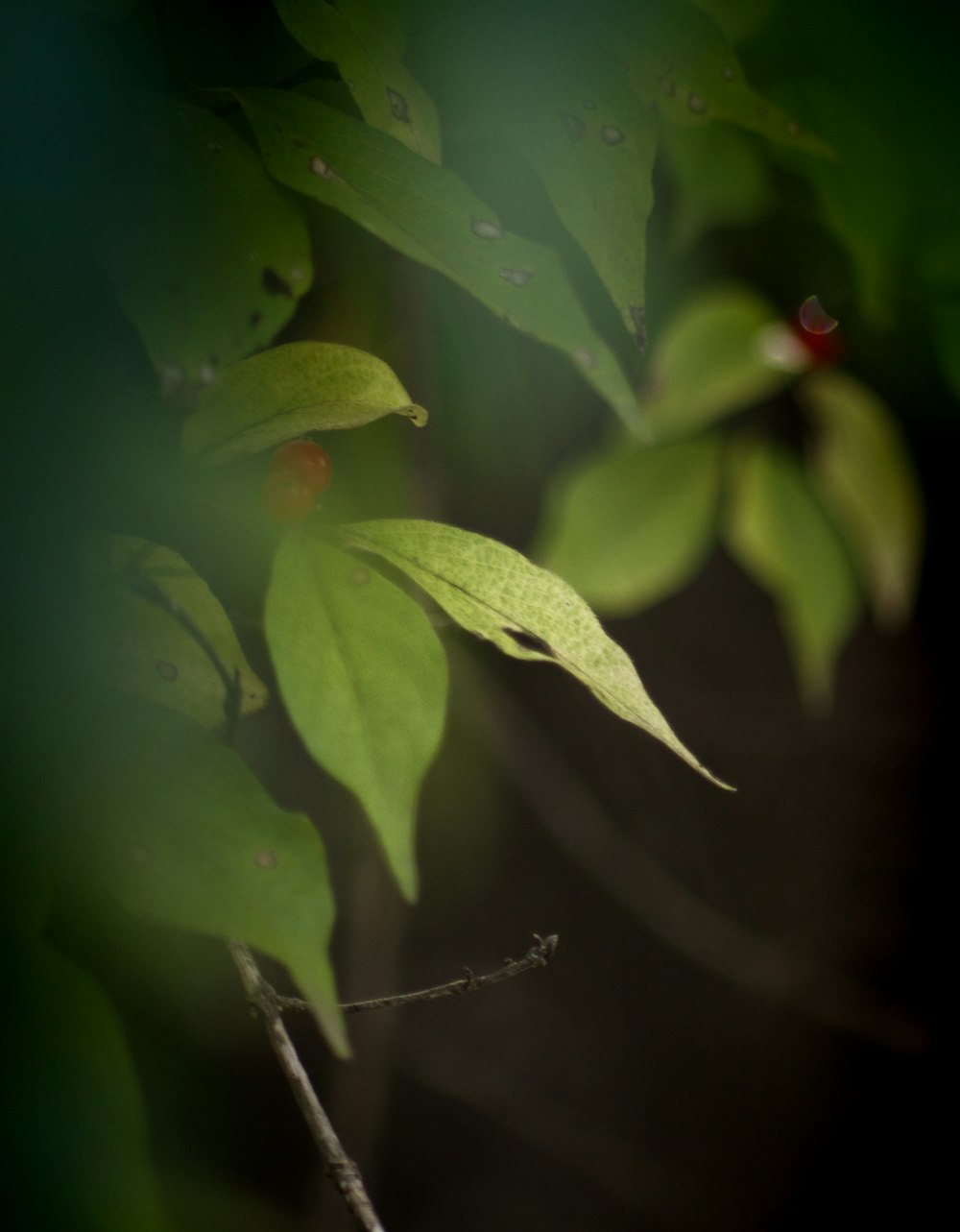 a close up of a leaf on a tree