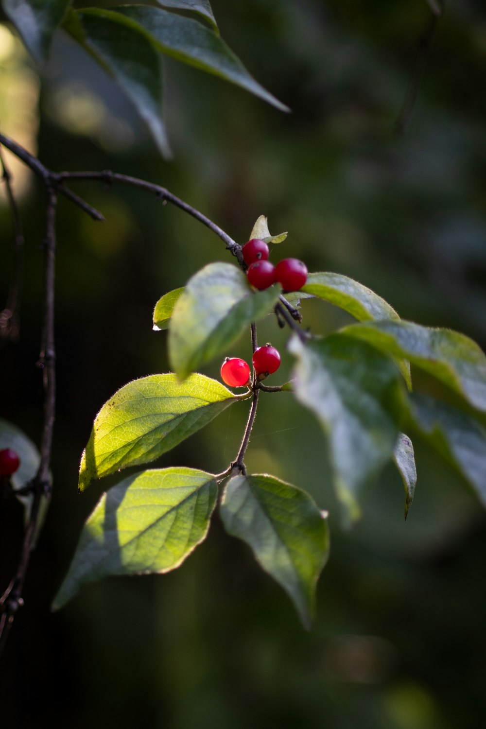 a branch with red berries and green leaves