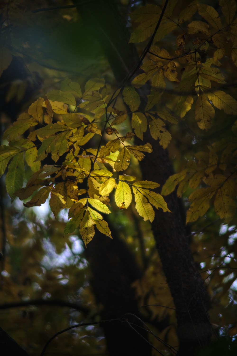 a tree with yellow leaves in the sunlight