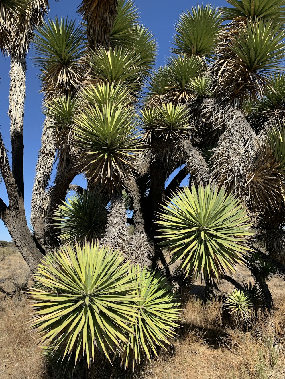 a group of palm trees in the desert