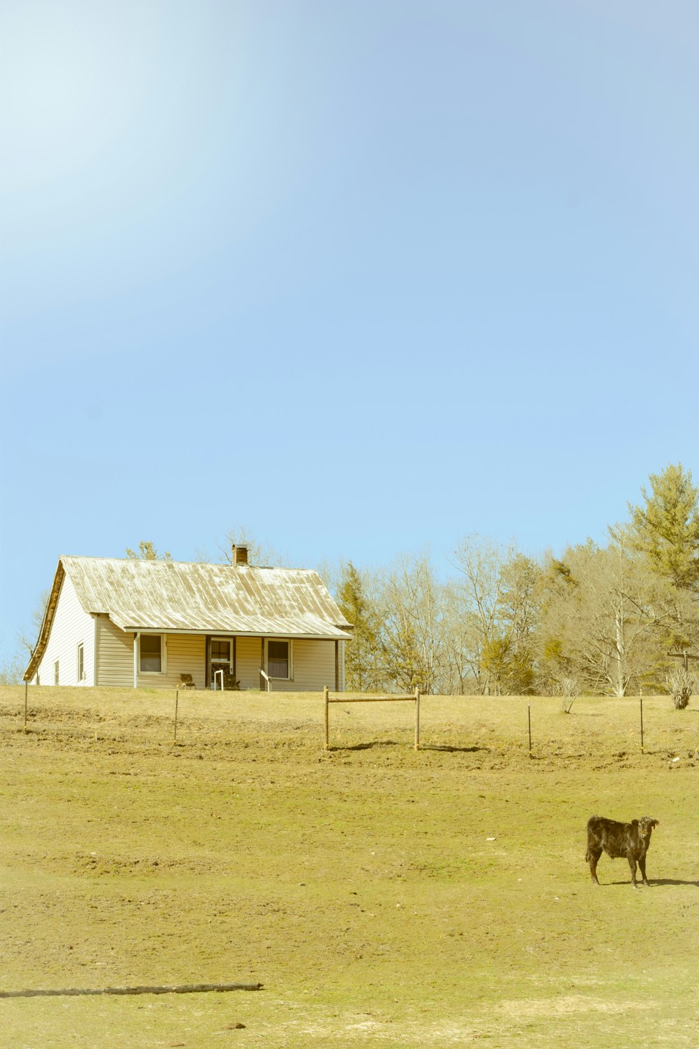 une vache debout dans un champ à côté d’une maison