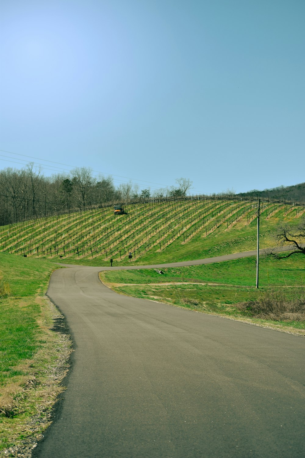 a road going through a lush green field