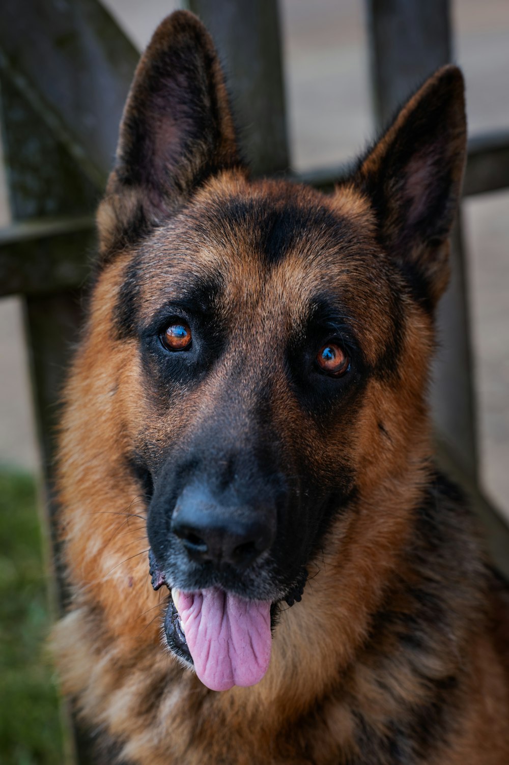 a close up of a dog with its tongue hanging out