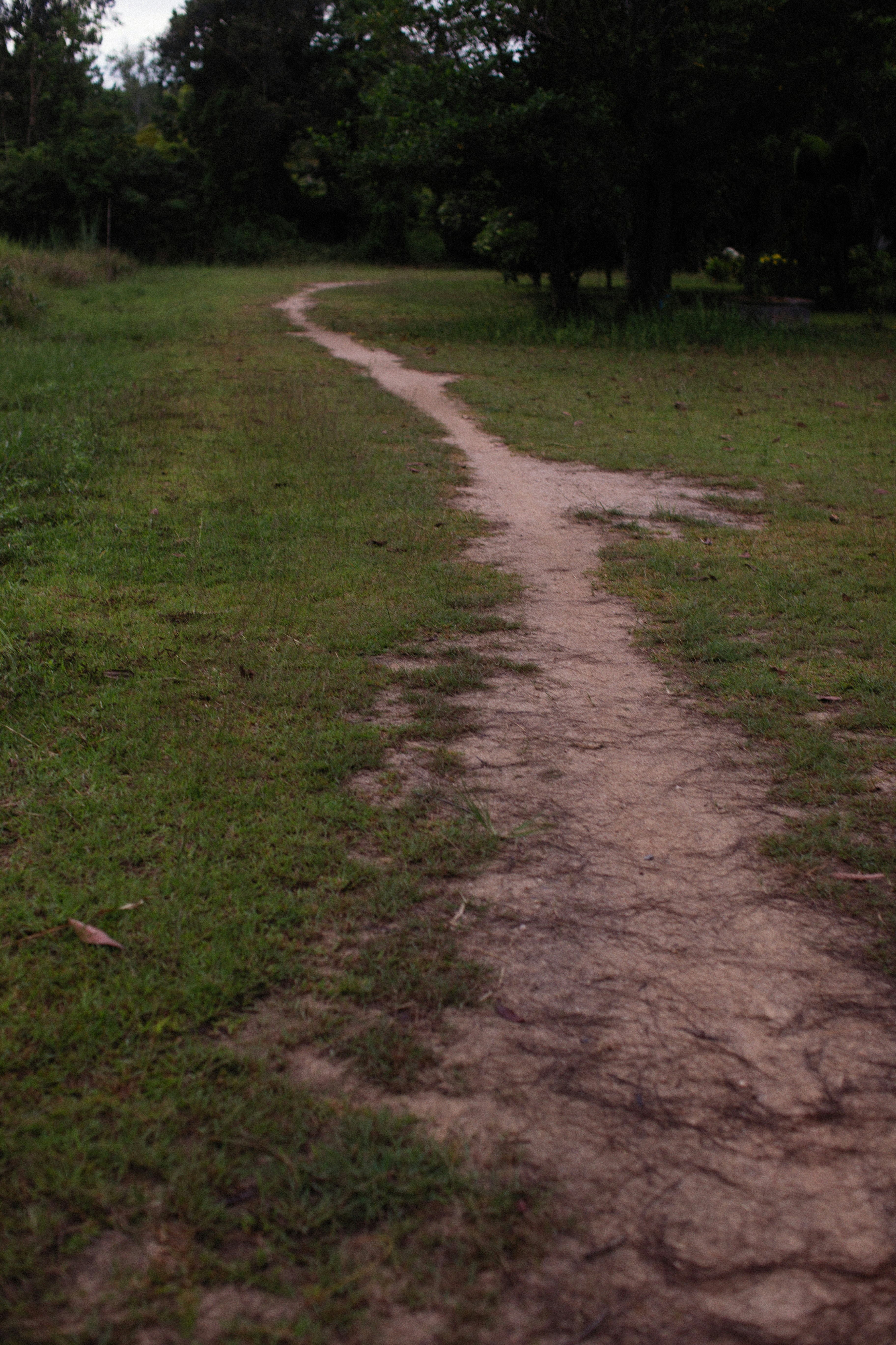 jalan tanah di tengah ladang berumput