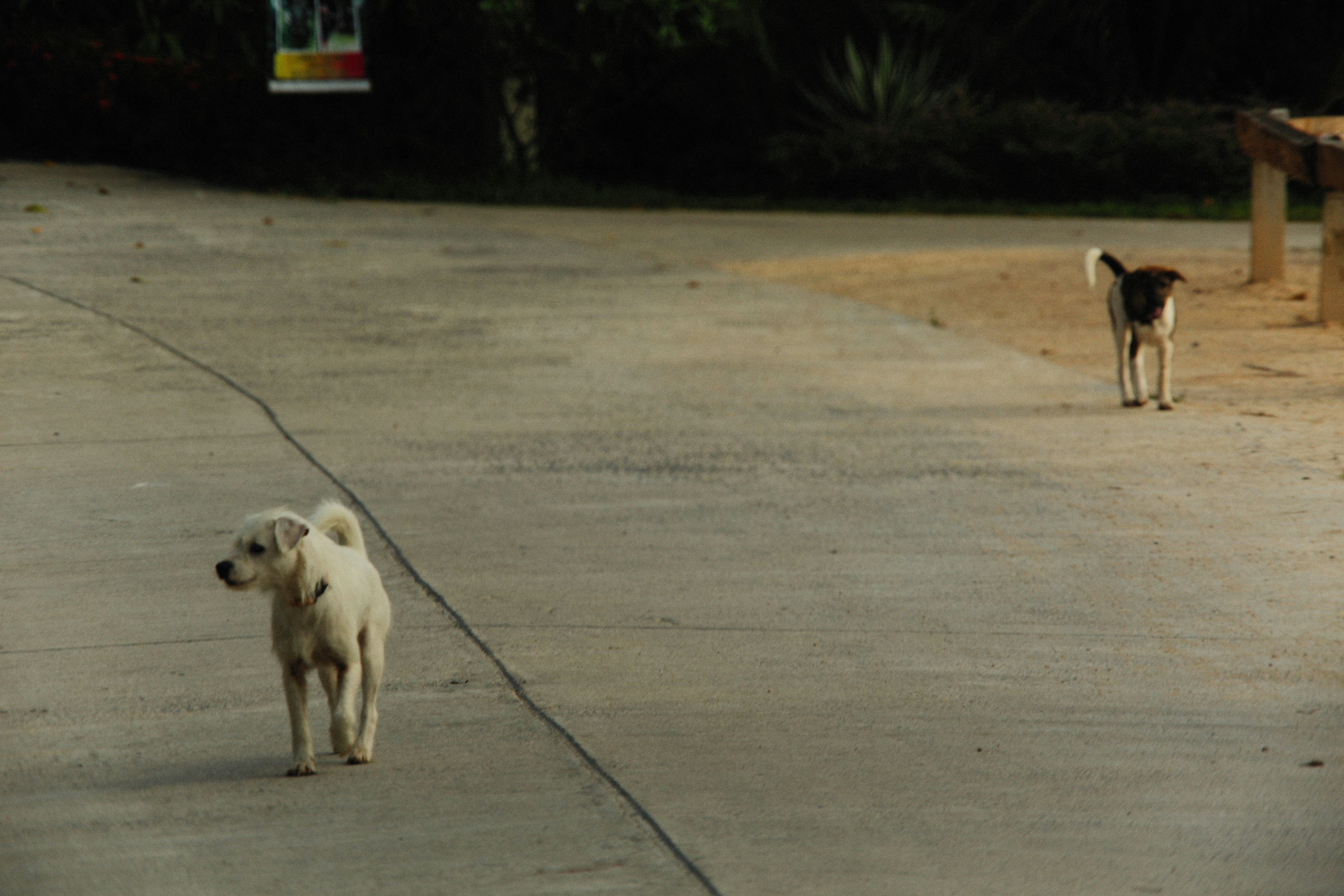 Support Your Dog’s Mobility with Queva Pets Technology