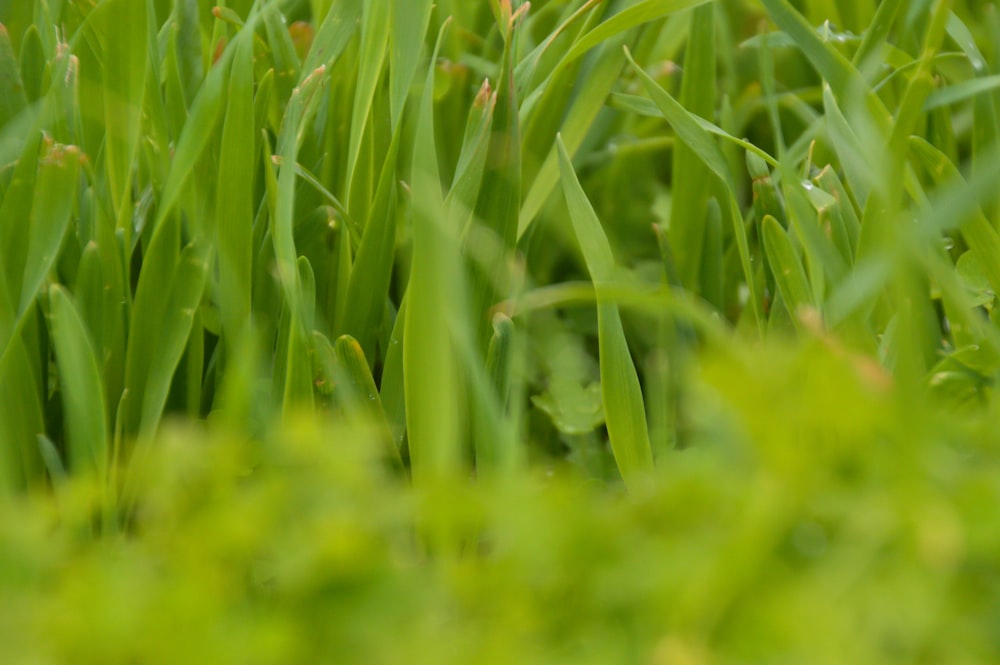 a close up of some green grass with a blurry background