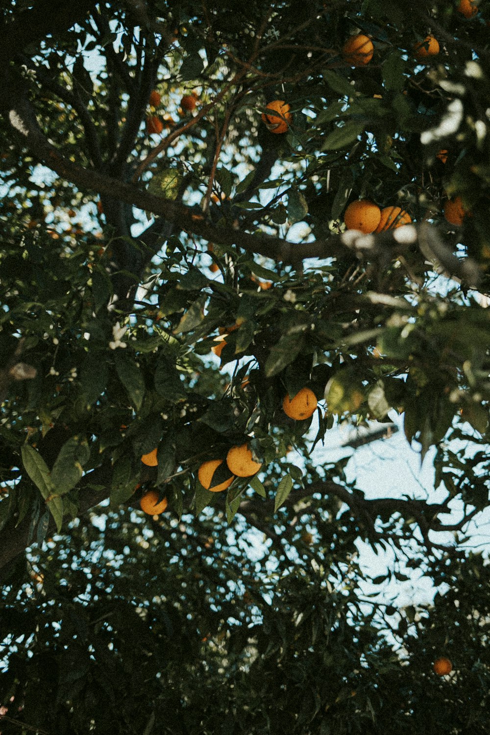 a tree filled with lots of oranges under a blue sky