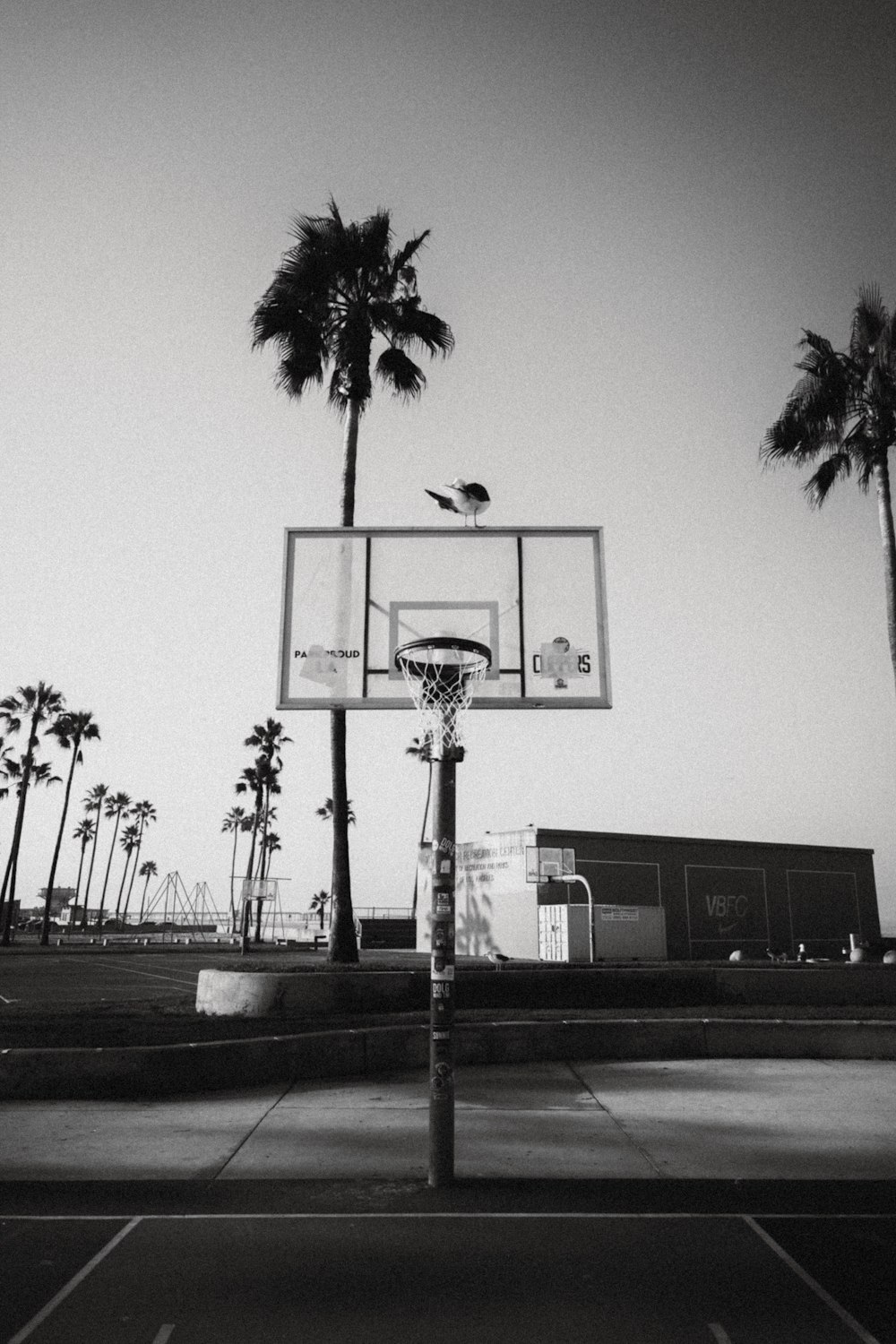 a black and white photo of a basketball court and palm trees