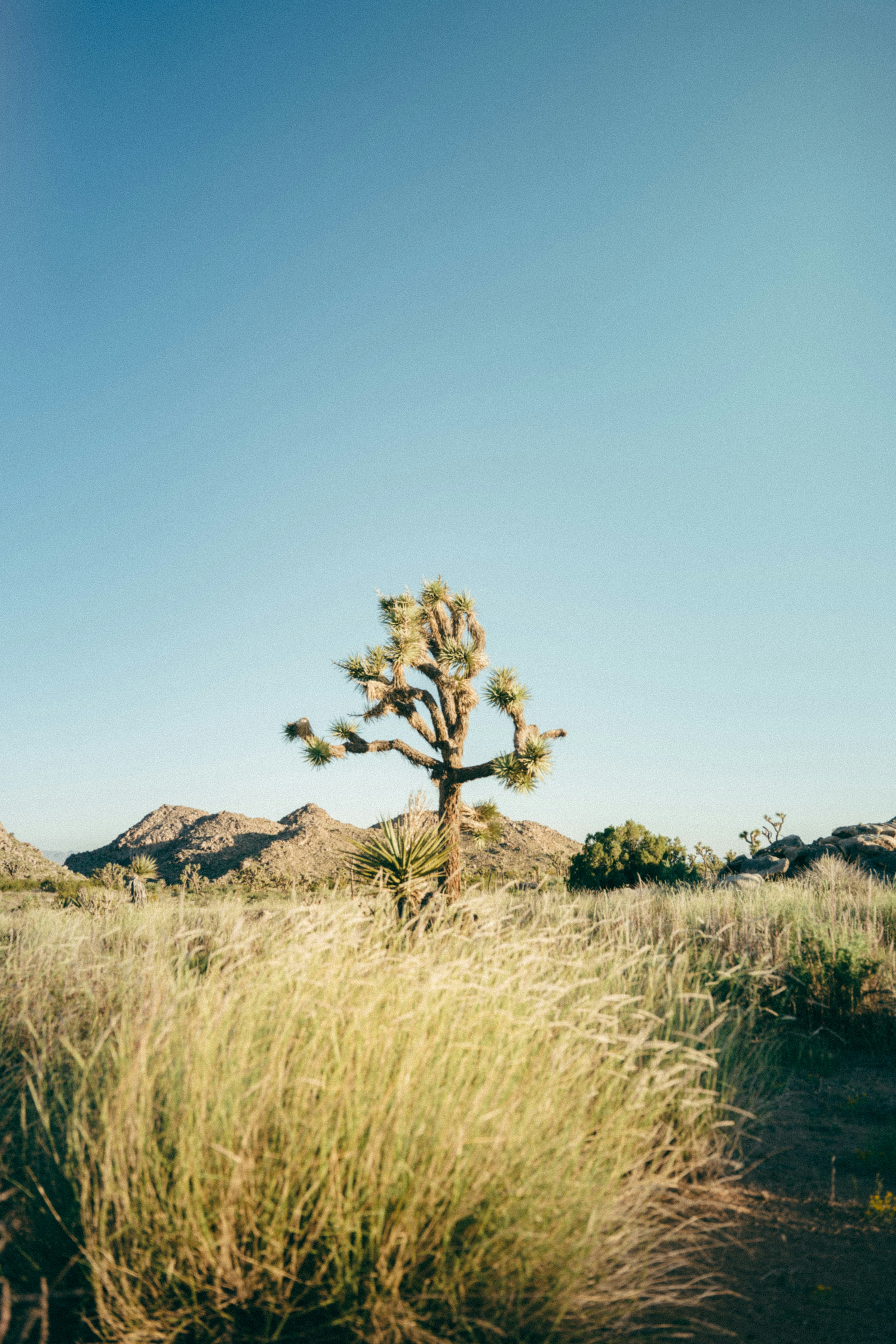 Photo by josefigueroa_mov