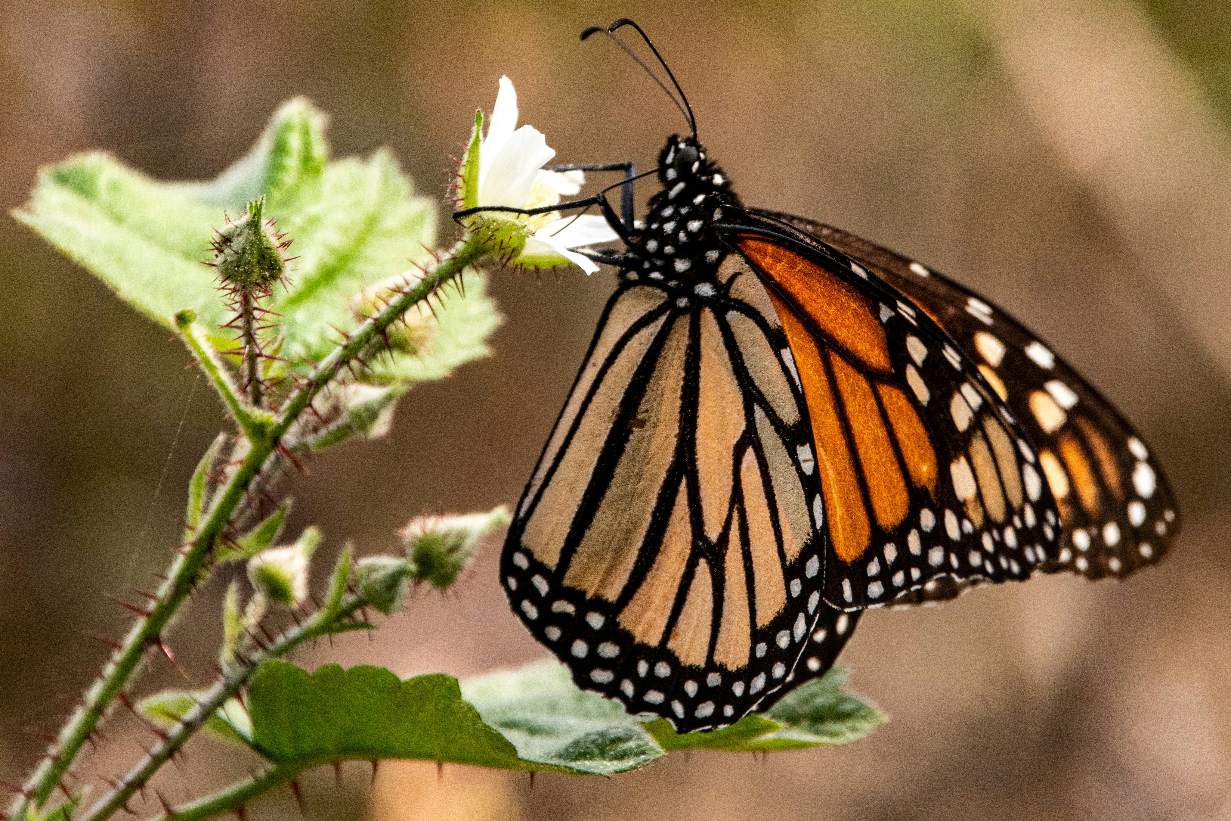 Photo by elisastonephotography