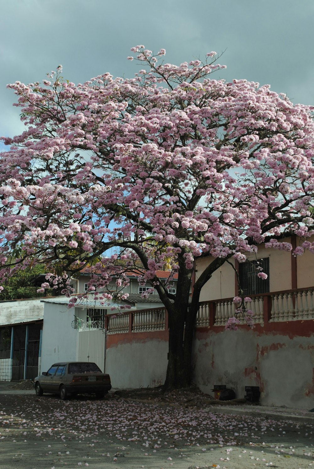 a tree with pink flowers in front of a building