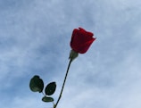 a single red rose sitting on top of a wooden table