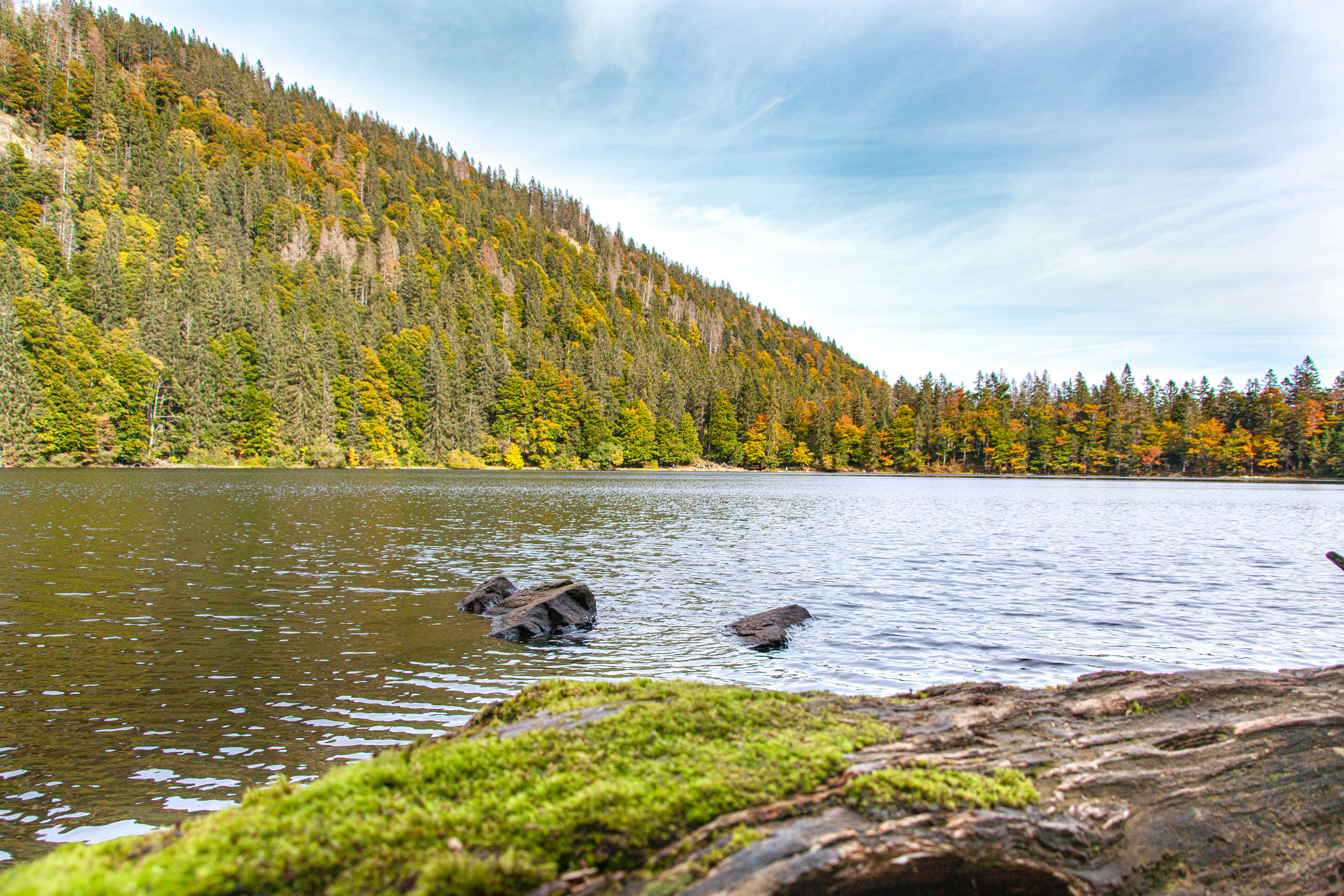 a body of water surrounded by a forest