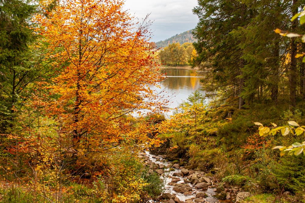 a river running through a forest filled with lots of trees