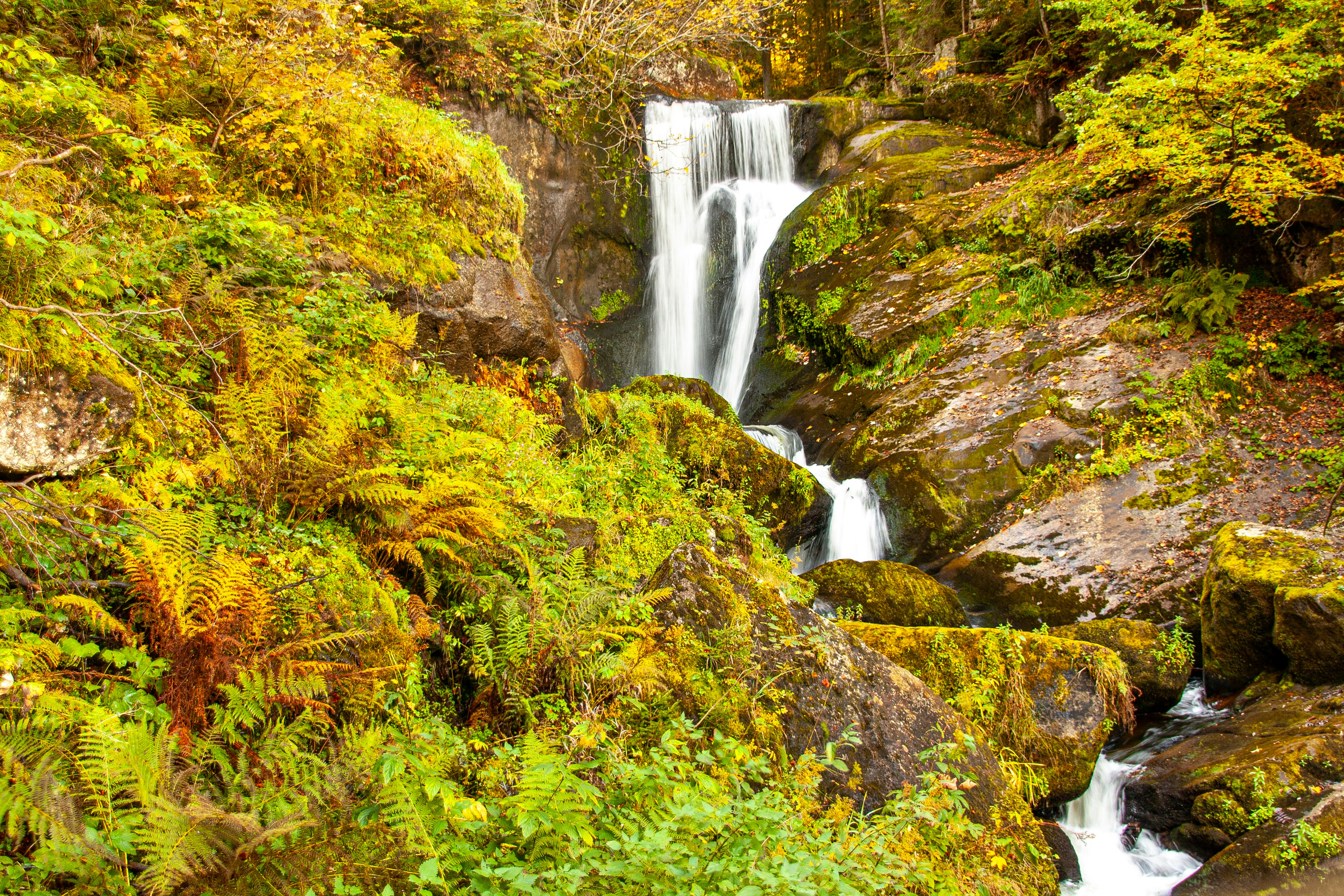 a waterfall in the middle of a lush green forest