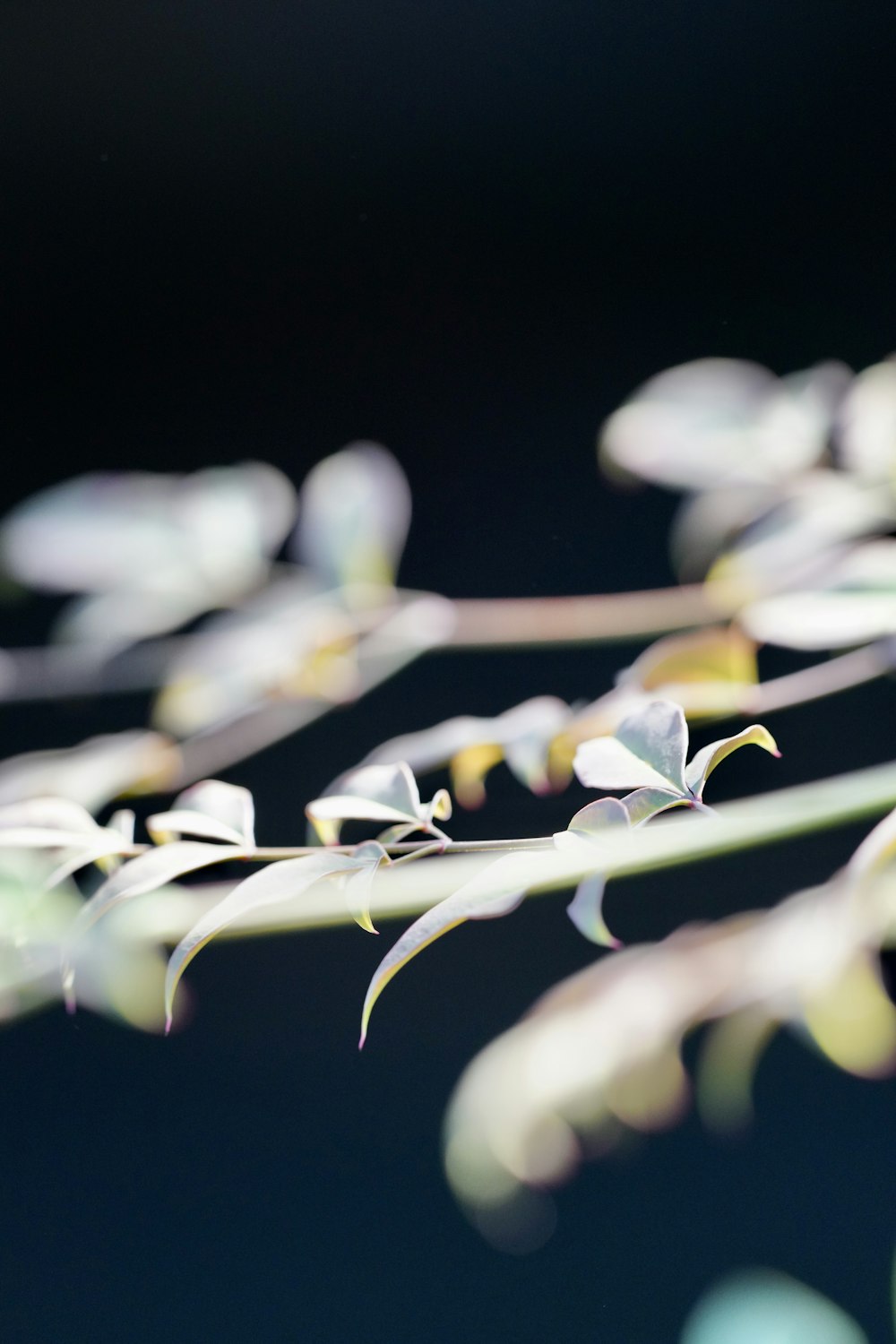 葉を持つ植物の接写