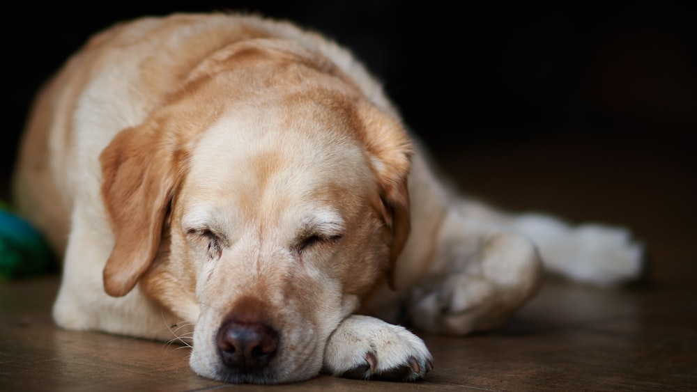 a close up of a dog laying on the ground