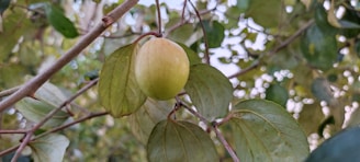 Close-up of ripe monk fruit hanging on a leafy branch under warm sunlight.