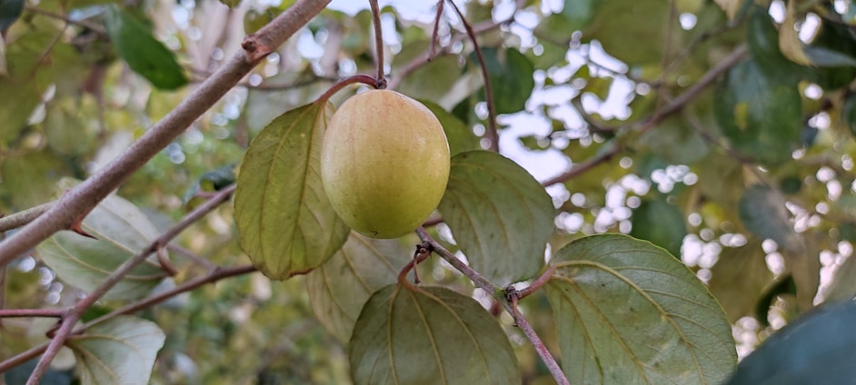 Close-up of ripe monk fruit hanging on a leafy branch under warm sunlight.