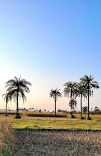 A serene landscape featuring several tall palm trees spread across an open field. The scene is bathed in warm sunlight, highlighting the green and brown tones of the land. The sky is clear with a soft gradient from light blue to deeper blue.