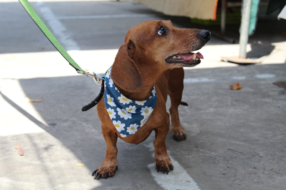 a brown dog wearing a bandana on a leash