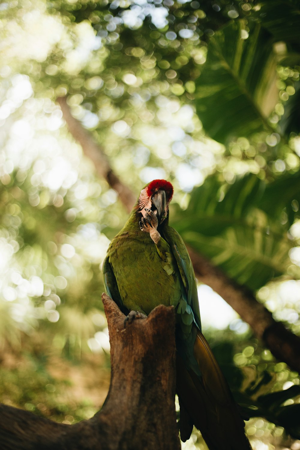 a green parrot sitting on top of a tree branch