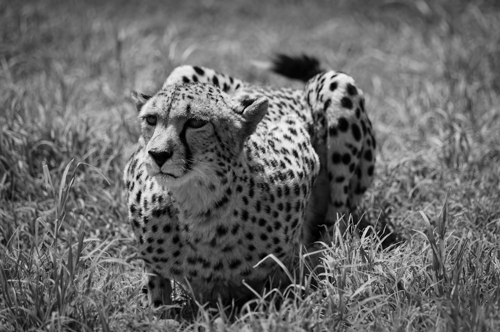 a cheetah is walking through the tall grass