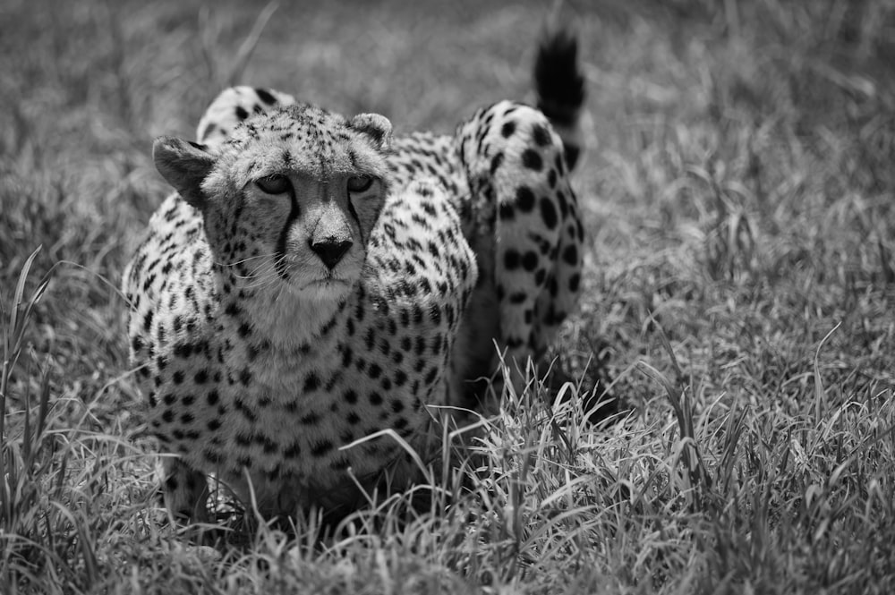 a cheetah is walking through the tall grass