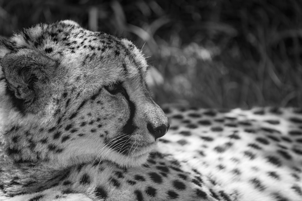 a black and white photo of a cheetah