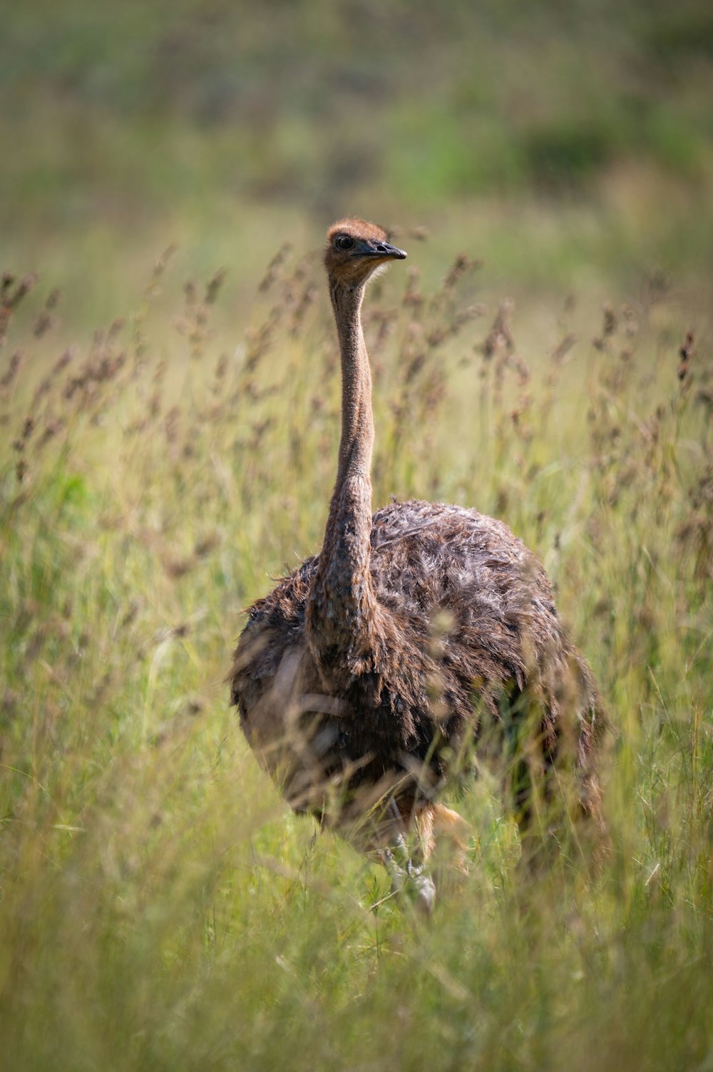 an ostrich standing in a field of tall grass