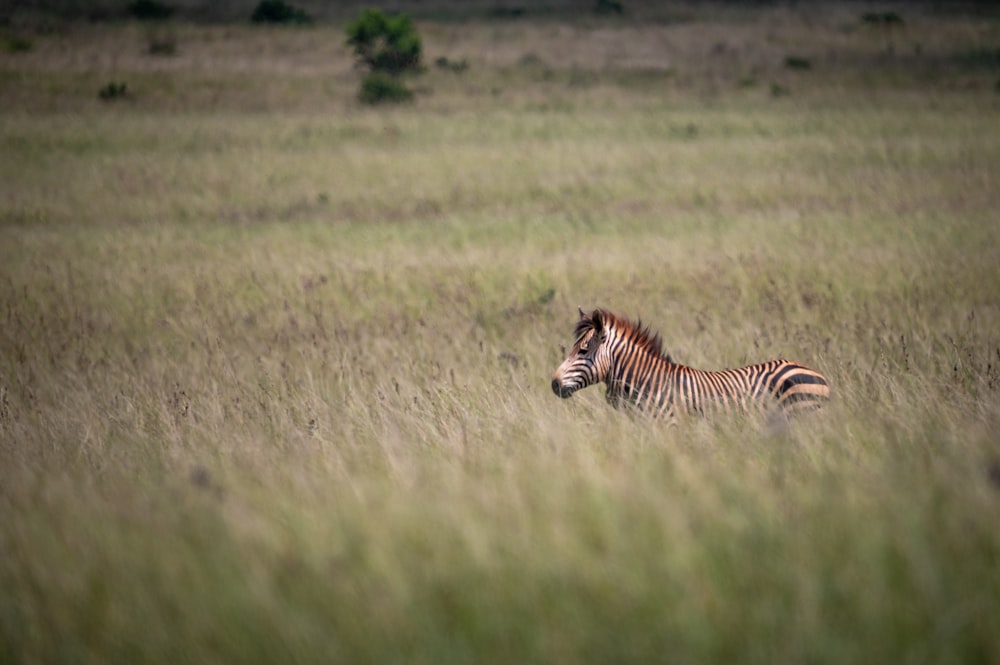 a zebra running through a field of tall grass