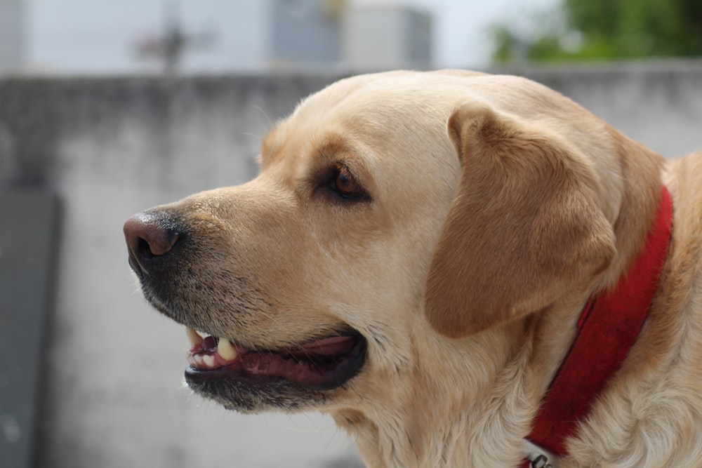 a close up of a dog with a red collar