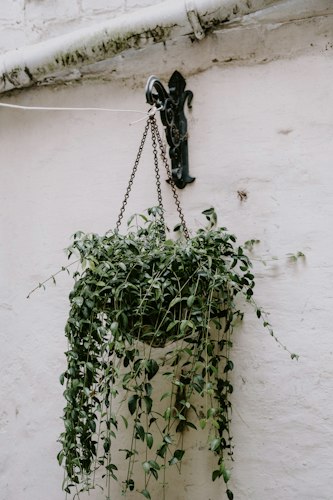 Planta colgante con cadena metálica en la pared