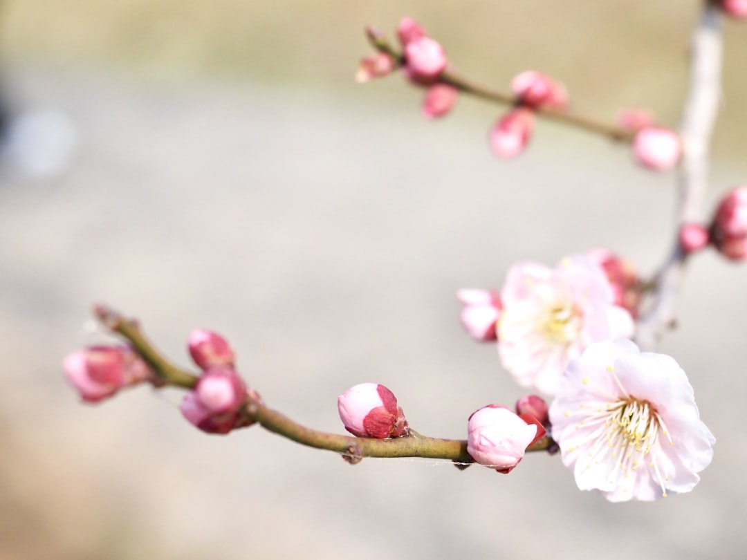 7 Hidden Gems to Explore During a Spring Weekend in Busan - Plum Bl… — 7 Hidden Gems to Explore During