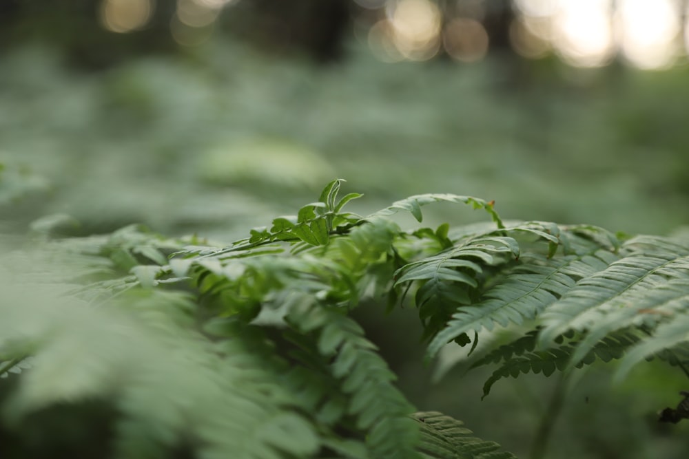 a close up of a fern plant in a forest